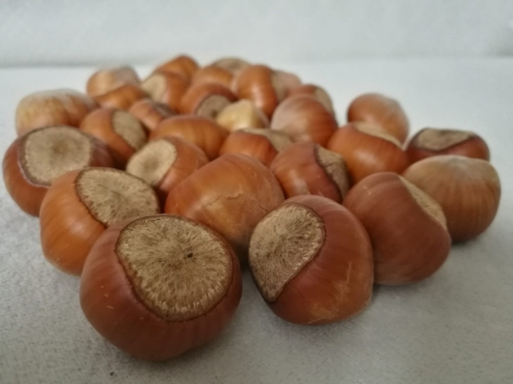 Ceviz Büyüklüğündeki ‘Fındık’ Şaşırtıyor