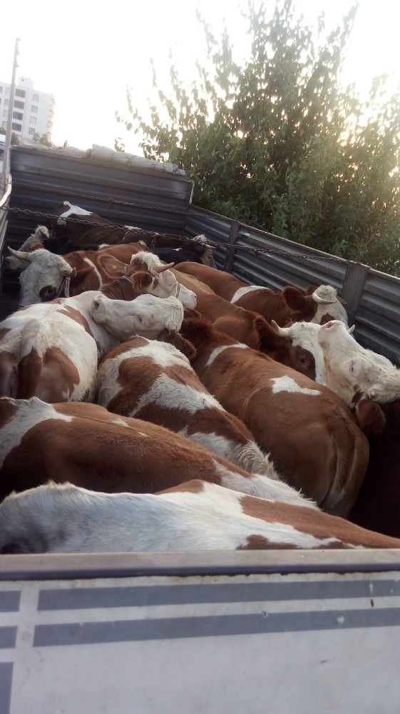 Jandarma Ekipleri Besicinin 20 Yıllık Birikimini Kurtardı