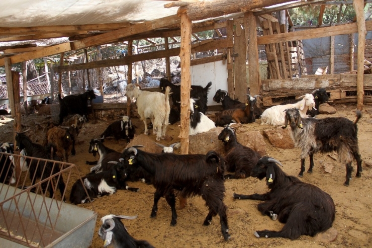 Fethiye’de Kurtlar Keçi Sürüsüne Saldırdı: 35 Keçi Telef Oldu