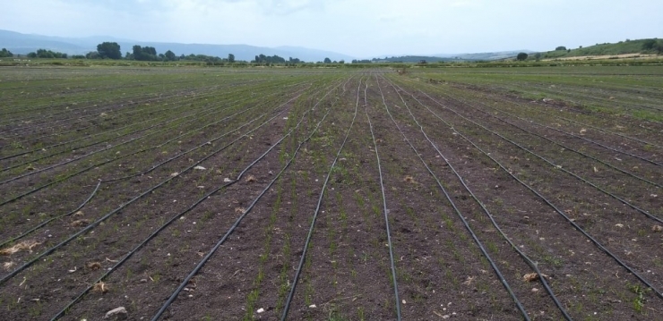 Çeltik Üretiminde Ezber Bozuldu