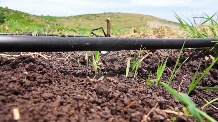 Çeltik Üretiminde Ezber Bozuldu