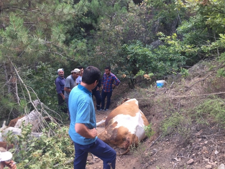 Uçuruma Düşen İneği İtfaiye Kurtardı