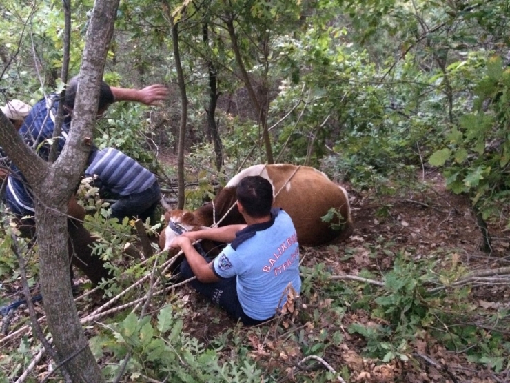 Uçuruma Düşen İneği İtfaiye Kurtardı
