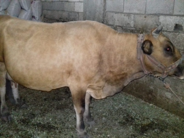 Hayvan Hırsızları Yakalandı