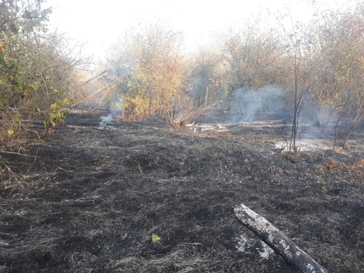 Bilecik’te Çıkan Yangında Kavak Ve Meyve Ağaçları Kül Oldu