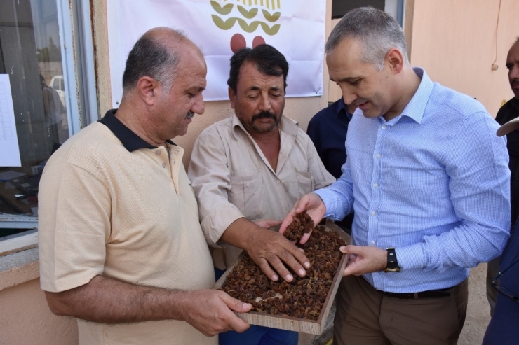 Kuru Üzüm Alımlarına Yerinde İnceleme