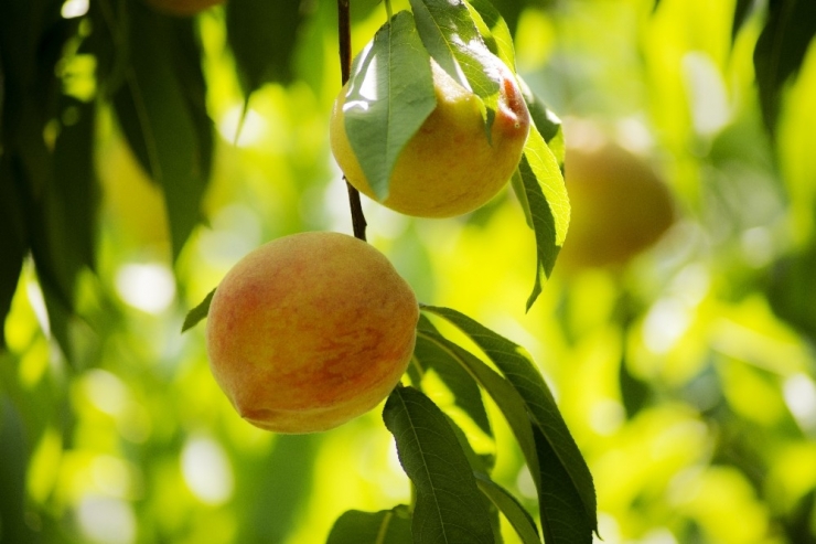 Rusya’ya Şeftali İhracatını İki Kat Hızlandıracak Analiz Desteği