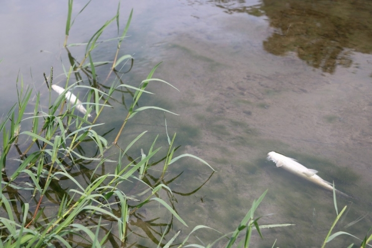 Dereye Bırakılan Atıklar Yüzünden Binlerce Balık Telef Oldu