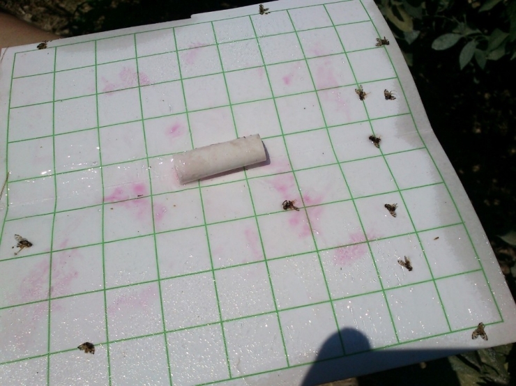 Aydın’da Akdeniz Sineği İle Mücadele Başladı