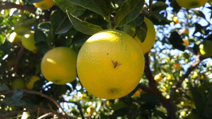 Aydın’da Akdeniz Sineği İle Mücadele Başladı