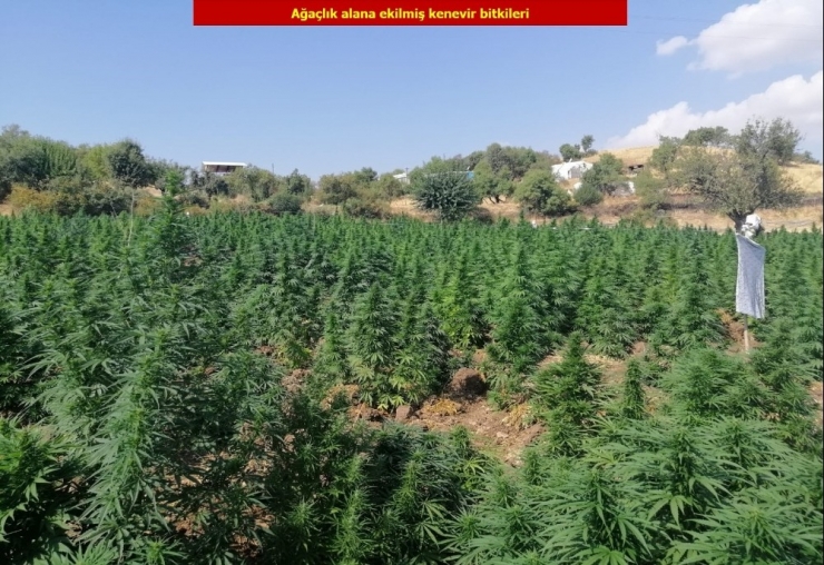 Terör Örgütü Pkk’nın Finans Kaynağına Darbe: 1 Ton Esrar, 6 Milyon 718 Bin Kenevir Ele Geçirildi