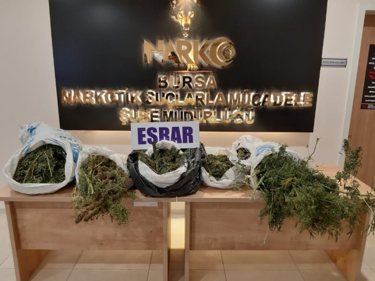 Bagajdan Çuval Çuval Esrar Çıktı
