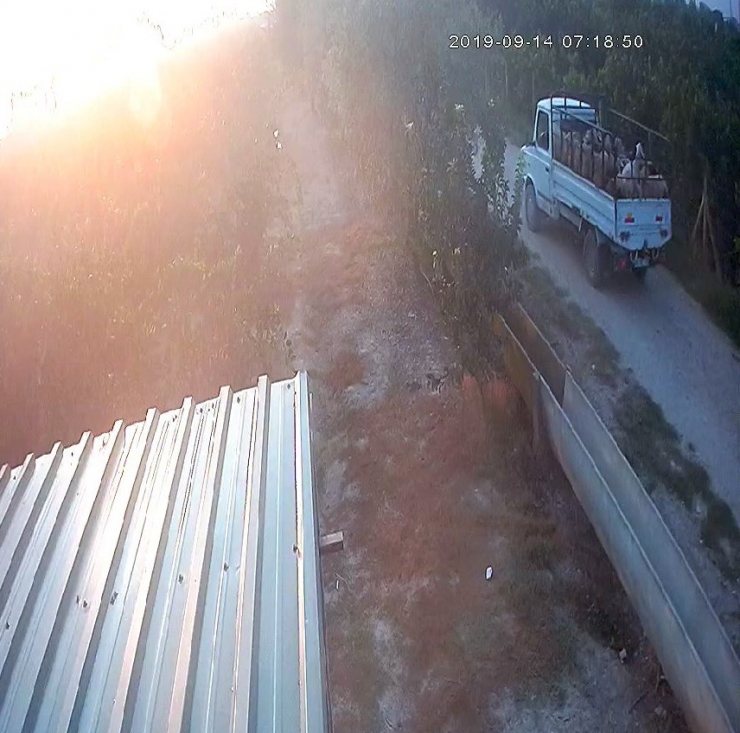 Koyunları "Otlata Otlata" Çaldılar