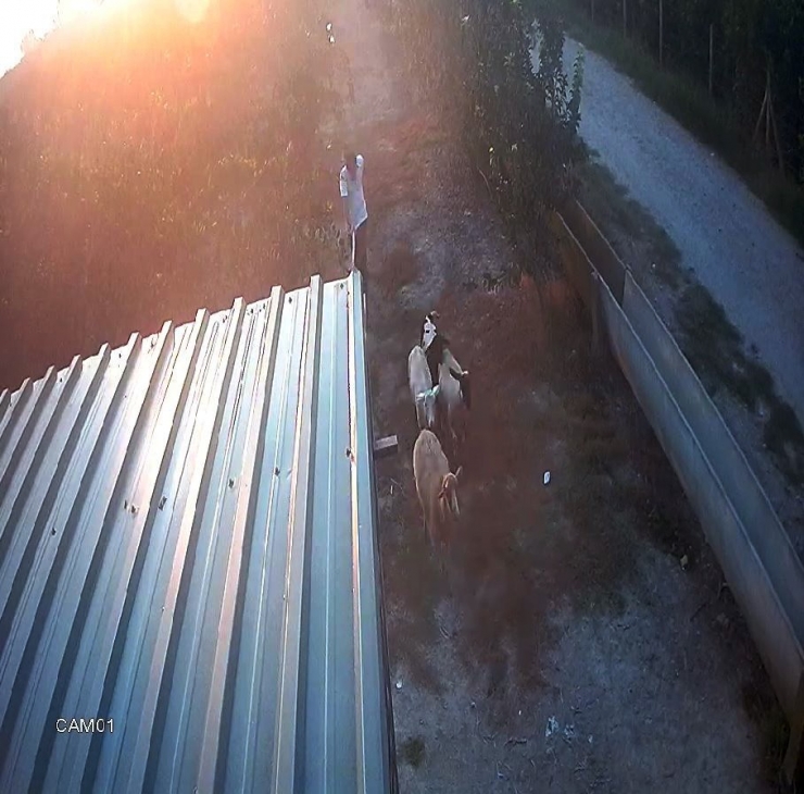 Koyunları "Otlata Otlata" Çaldılar