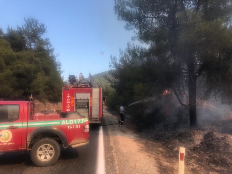 Bilecik’te Orman Yangını