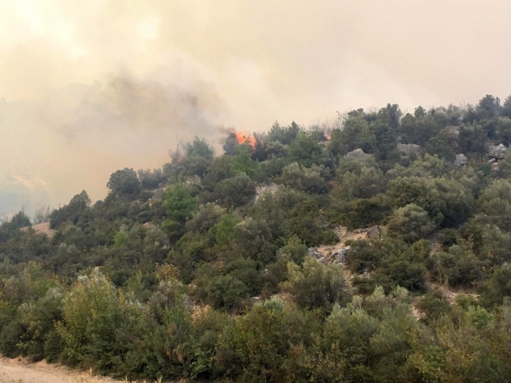 Bilecik’te Orman Yangını