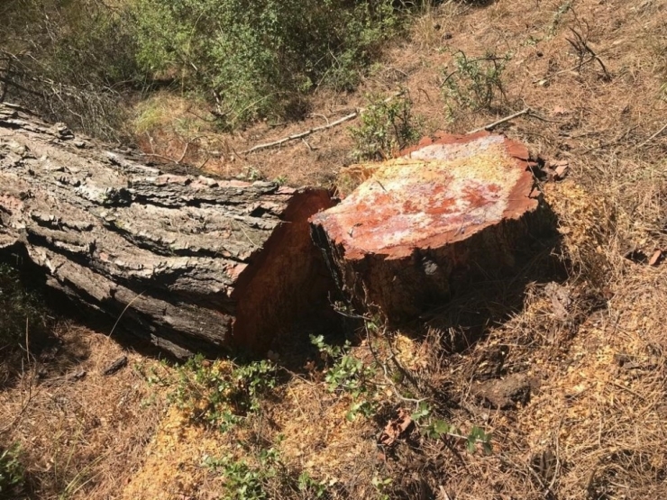 Define Bulmak İçin Adeta Doğa Katliamı Yaptı