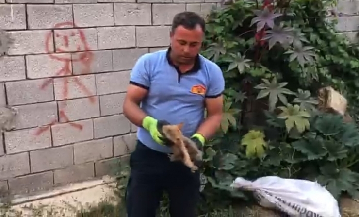 İki Duvar Arasında Mahsur Kalan Kediyi İtfaiye Kurtardı