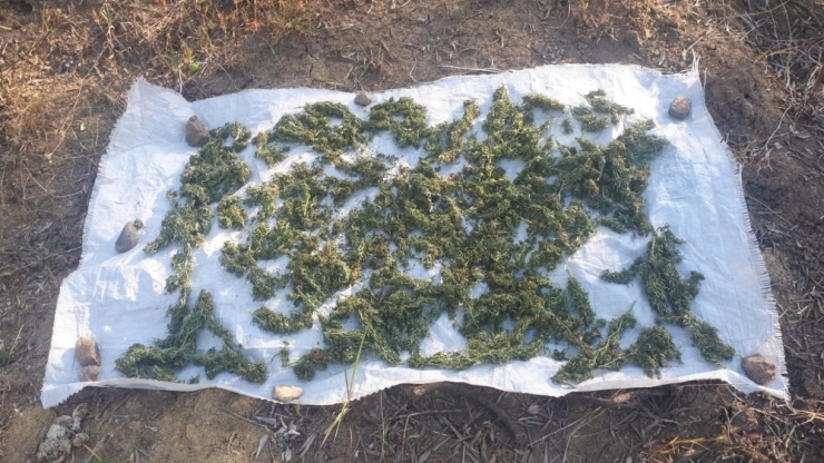 Ektikleri Kenevirleri Sularken Yakalandılar