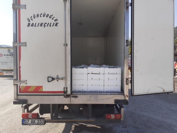 Kargı’da 2 Ton Kaçak Balık Yakalandı
