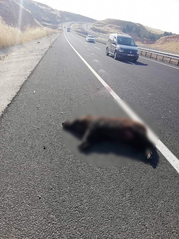 Aracın Çarptığı Yaban Domuzu Telef Oldu