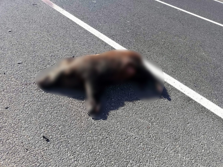 Aracın Çarptığı Yaban Domuzu Telef Oldu