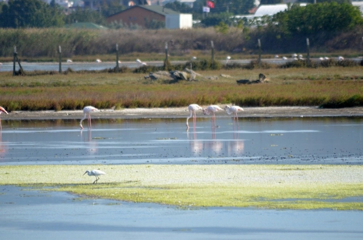 Flamingolar Kışı Geçirmek İçin Hersek’e Geldi