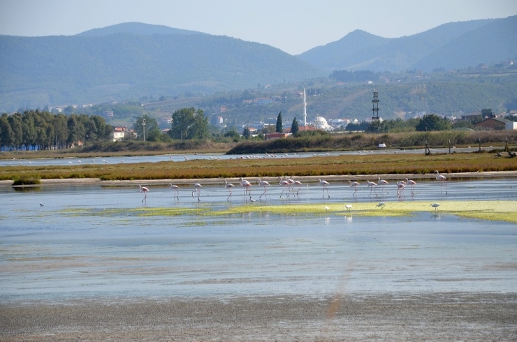 Flamingolar Kışı Geçirmek İçin Hersek’e Geldi
