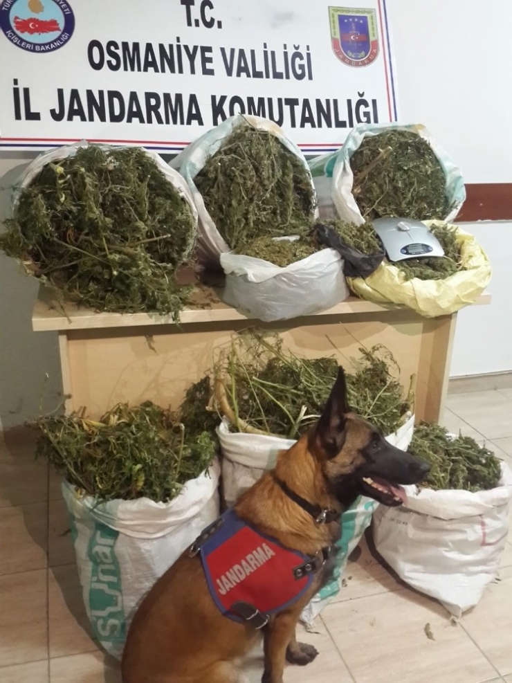 Evin Gizli Bölmesindeki Uyuşturucuyu "Dora" Buldu