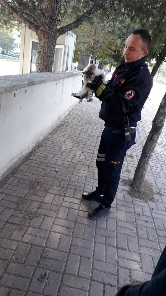 Ağaçta Mahsur Kalan Kediyi İtfaiye Kurtardı