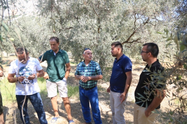 Çiftçilere Zeytincilik Ve Narenciye Yetiştiriciliği Eğitimi Verildi