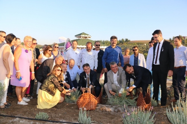 Adana’da Lavanta Üretimi Artıyor