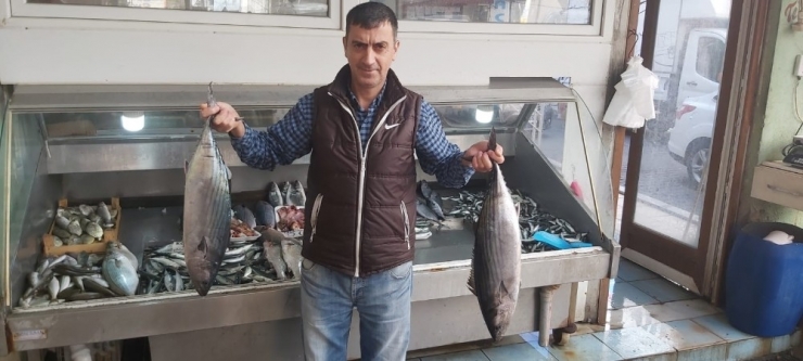 Torik 150 Liradan Tezgahlarda