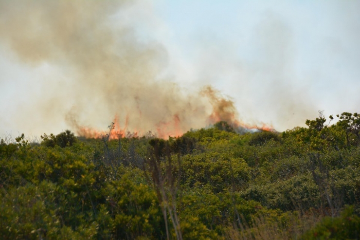 Didim’de 60 Dönümlük Makilik Alan Yandı