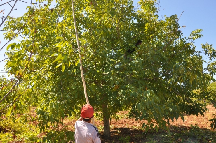 Çetin Cevizde Sırıklı Hasat