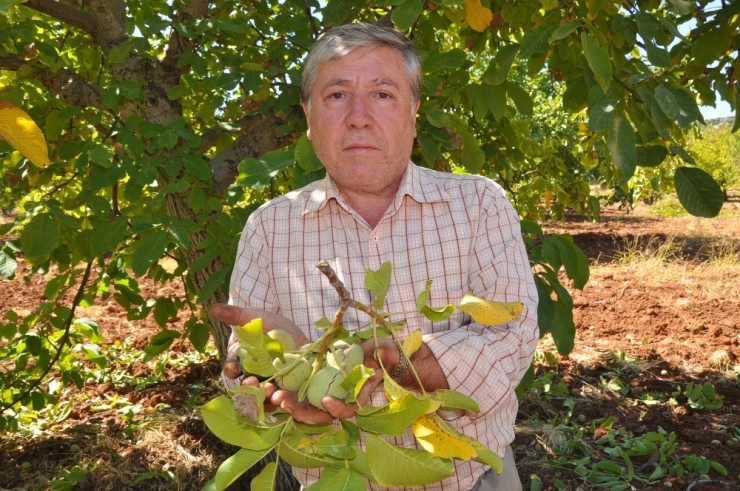 Çetin Cevizde Sırıklı Hasat