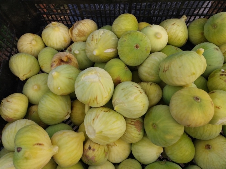 Kahramanmaraş’ta Ceviz Ve İncir Hasadı Başladı