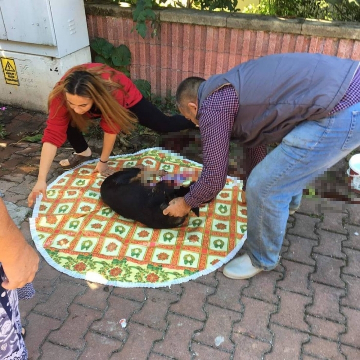 Sokak Köpeğini Acımasızca Vurdular