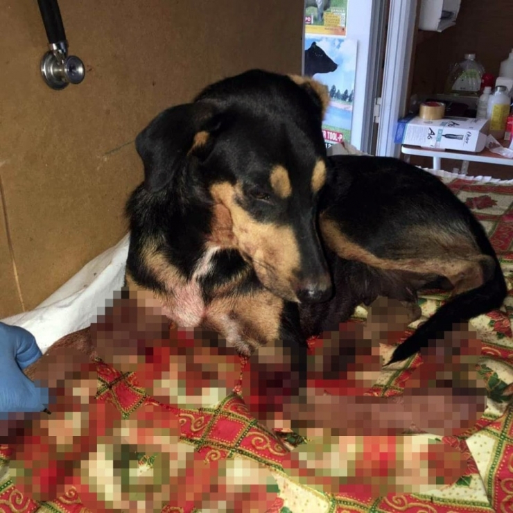 Sokak Köpeğini Acımasızca Vurdular