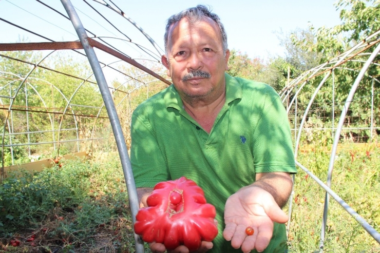 Bir Buçuk Dönüm Alanda Bin Bir Çeşit Ürün Yetiştiriyor