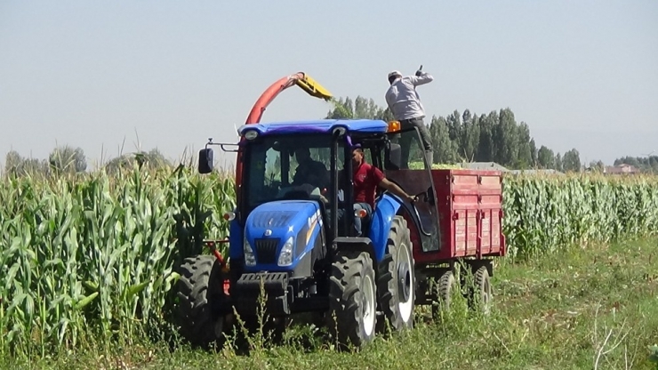Muş’ta ’Silajlık Mısır’ Hasadı