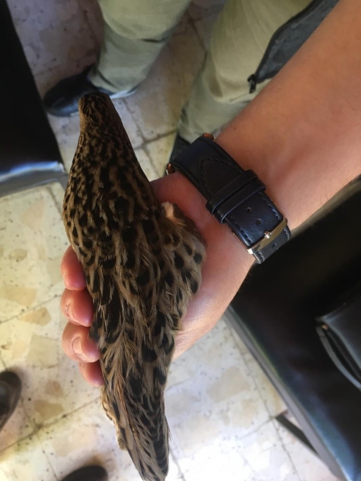 Kılavuz Bıldırcın Kuşu Yorgun Düştü