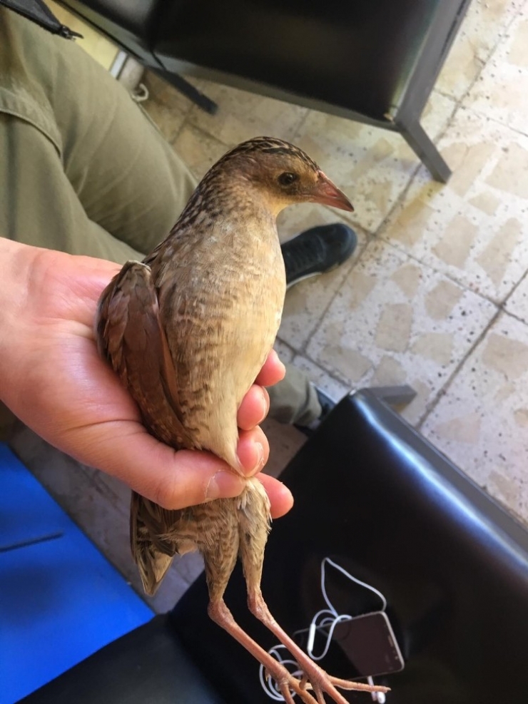 Kılavuz Bıldırcın Kuşu Yorgun Düştü