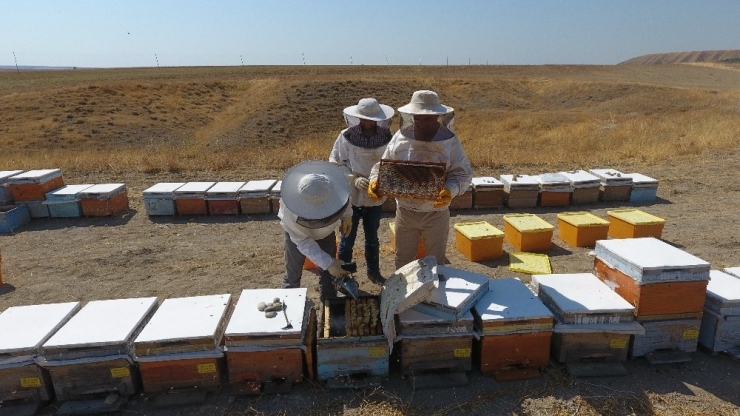 Adıyaman’a Has ‘Sütleğen’ Balında Hasat Başladı