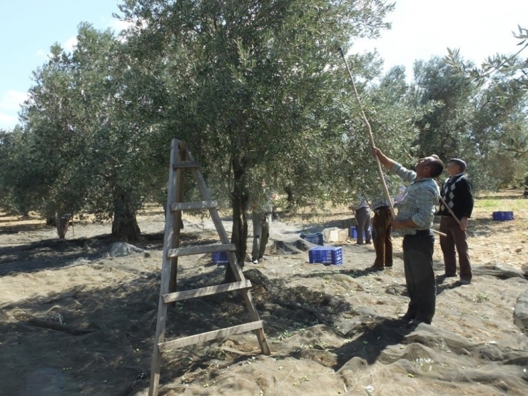 Zeytin Hasadına Başlandı