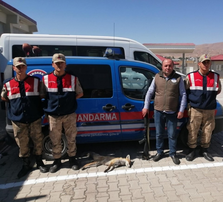Çaldıran’da Kaçak Tilki Avlayan Şahsa 2 Bin 20 Lira Ceza