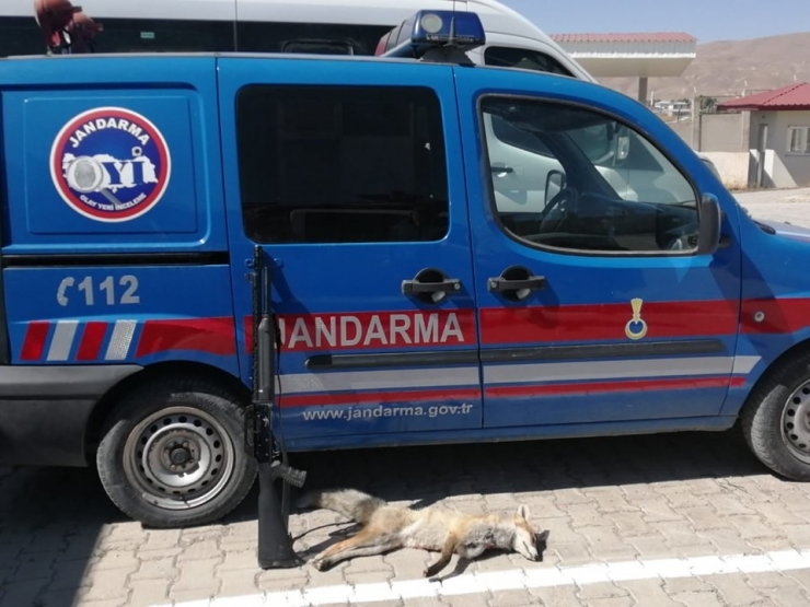 Çaldıran’da Kaçak Tilki Avlayan Şahsa 2 Bin 20 Lira Ceza