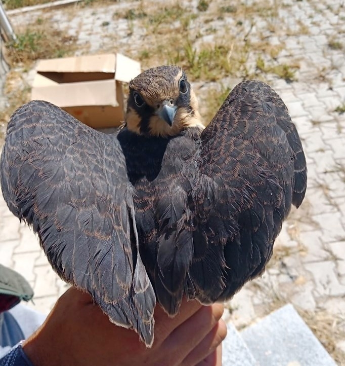 Yaralı Delice Doğan Tedavi Altına Alındı