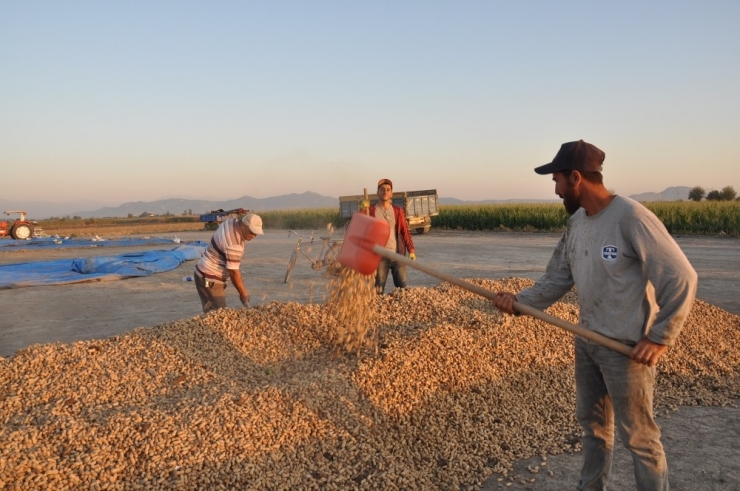 Yer Fıstığı Üreticisi Destek Bekliyor