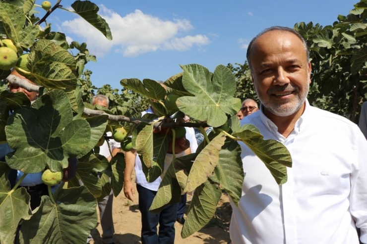 Milletvekili Yavuz’dan İncir Üreticisine Uyarı